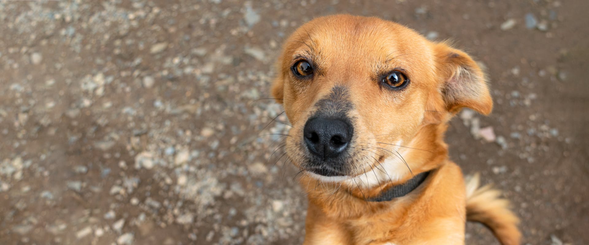 Common online mutt breeds